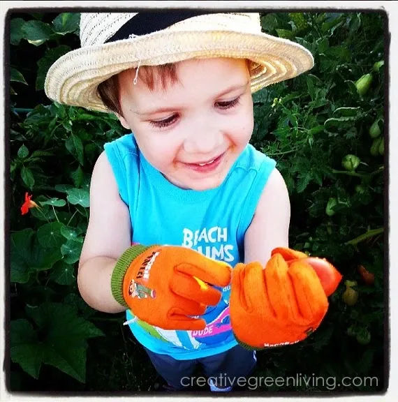 Best tomato growing secrets for getting higher yields and better tasting tomatoes Young boy wearing a hat looking at a homegrown tomato in the garden